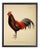Country Print of Gallus Temminckii Gray Rooster - 24x30 For Sale