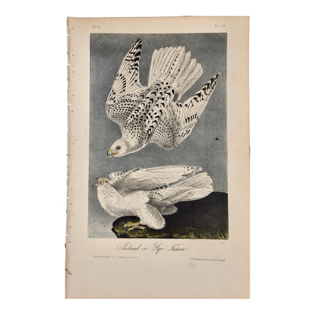Audubon Iceland or Gyr Falcon: An Original 1st Ed. Audubon Hand-Colored Bird Lithograph, 1840-1844 For Sale