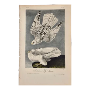 Audubon Iceland or Gyr Falcon: An Original 1st Ed. Audubon Hand-Colored Bird Lithograph, 1840-1844