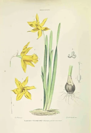 Vincenzo Tenore, Narcissus Trombone, Lithograph, 1870s
