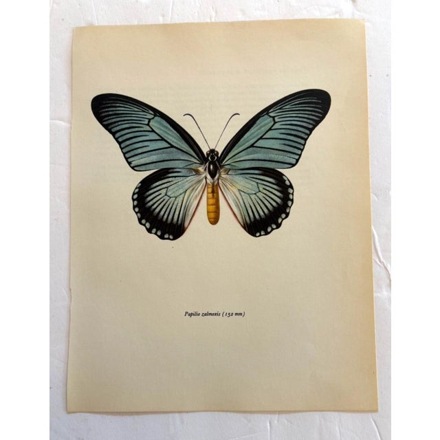 Up for sale is this gorgeous lithograph by F. Prochazka, published in Great Britain in 1965. It is in excellent, gently-...