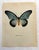 Up for sale is this gorgeous lithograph by F. Prochazka, published in Great Britain in 1965. It is in excellent, gently-...