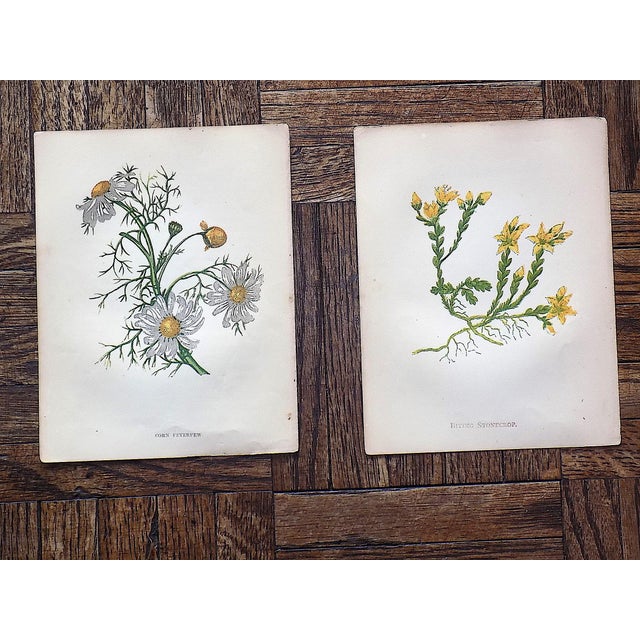 Mid 19th Century Antique 19th Century Anne Pratt Botanical Chromolithographs - Set of 12 For Sale - Image 5 of 8