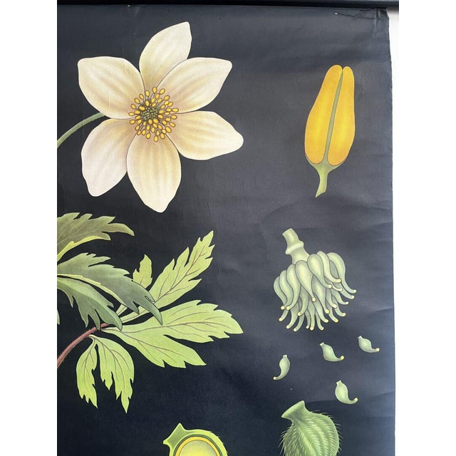 Botanic School Chart Depicting Anemone For Sale - Image 4 of 10