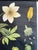 Botanic School Chart Depicting Anemone For Sale - Image 4 of 10