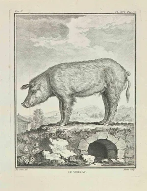 Jean Moitte, Le Verrat, Etching, 1771
