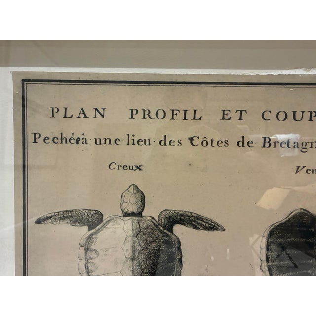 Wood Natural Curiosities Large French 1765 Sea Turtle Natural History Study Reproduction Print, Framed For Sale - Image 7 of 10