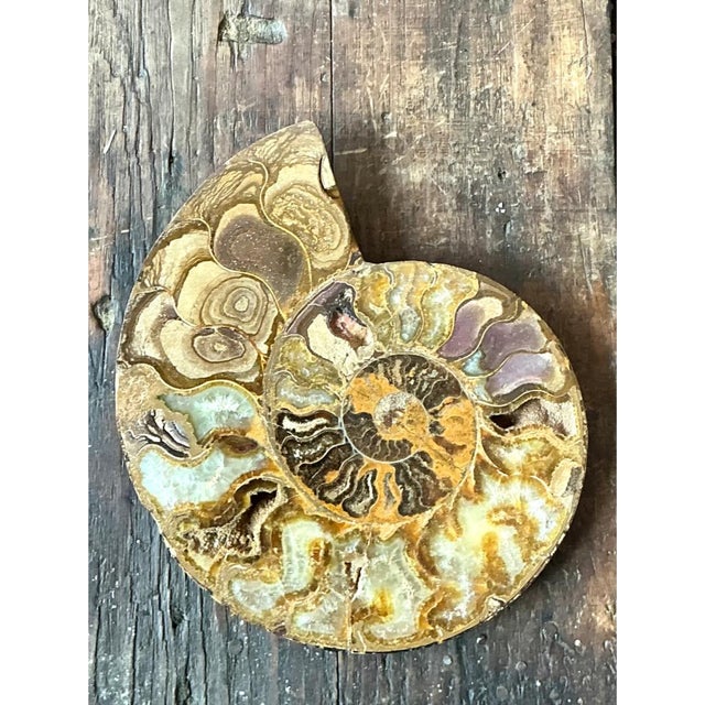 Vintage Fossilized Ammonite Specimen For Sale - Image 4 of 12