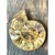 Vintage Fossilized Ammonite Specimen For Sale - Image 4 of 12