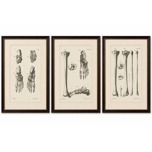 Paper Jules Cloquet, French Anatomical Foot and Lower Limb, 1821, Lithograph, Set of 3 For Sale - Image 7 of 9