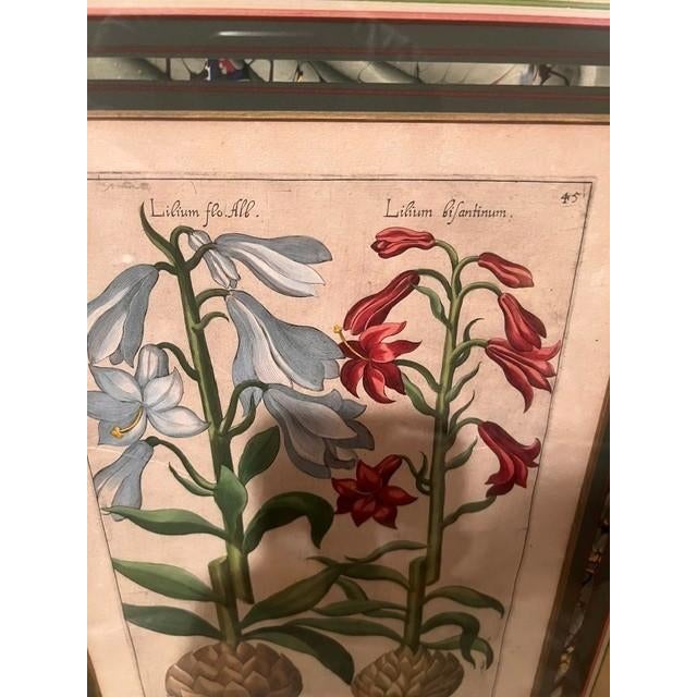 Baroque Emanuel Sweert - Florilegium Botanical - 1612 For Sale - Image 3 of 4