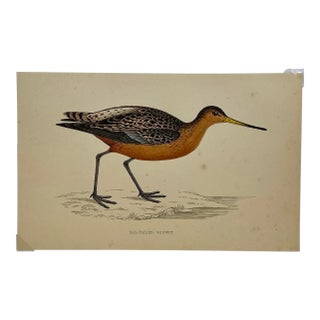Antique Bird Print From England Showcasing a Bar-Tailed Godwit - Circa 1880 For Sale
