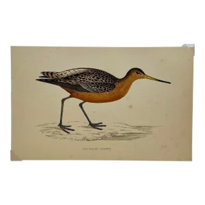 Antique Bird Print From England Showcasing a Bar-Tailed Godwit - Circa 1880