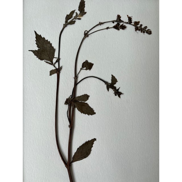 Beautifully composed herbarium professionally framed with burl wood under true glass. Ready to hang with wire installed on...