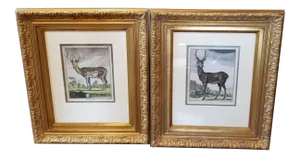 Late 18th Century 18th C Buffon Engravings - a Pair