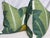 Custom pair of 22" pillows covered in Schumacher "Tropical Isle" in color green on ivory linen fabric. These pilllows are...