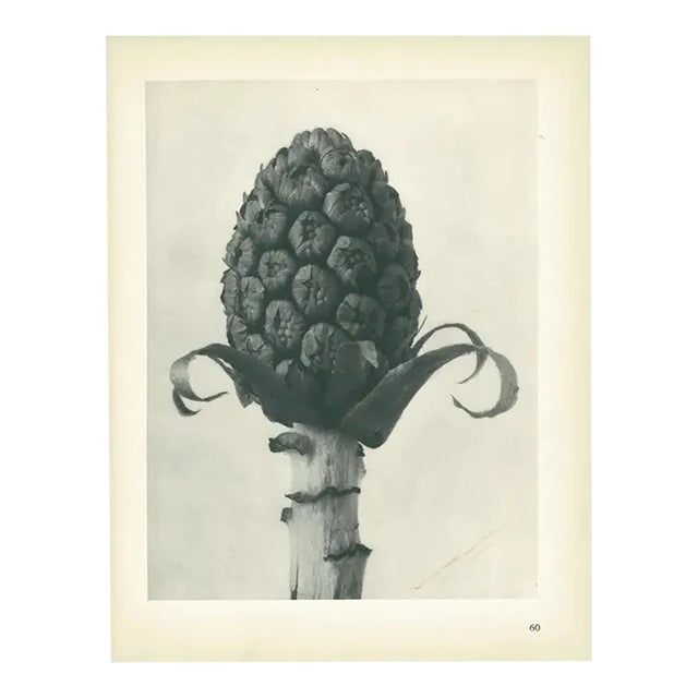 1928 Original Period Photogravure N60 of Batter-Dock by Karl Blossfeldt For Sale