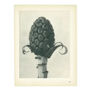 1928 Original Period Photogravure N60 of Batter-Dock by Karl Blossfeldt