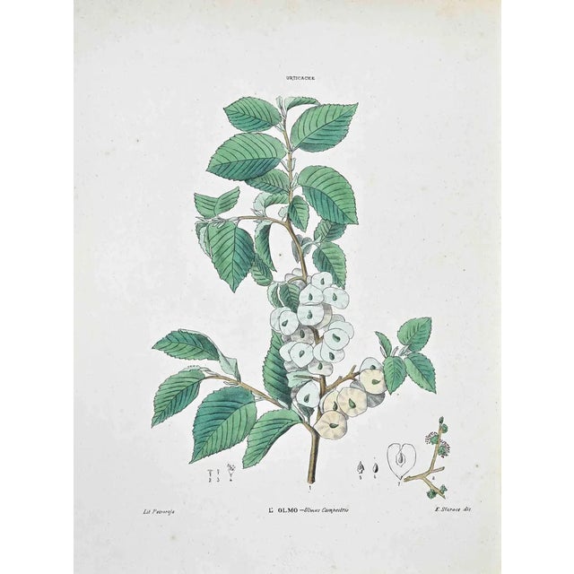 Vincenzo Tenore, The Elm, Lithograph, 1870s For Sale