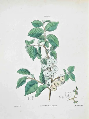 Vincenzo Tenore, The Elm, Lithograph, 1870s