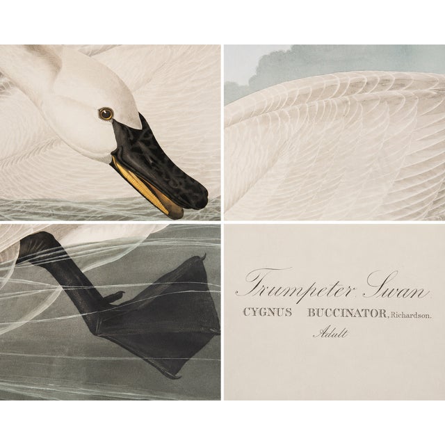 Illustration 1980s The Abbeville Press Edition of the Trumpeter Swan (Plate 406) From the Birds of America by John James Audubon For Sale - Image 3 of 5