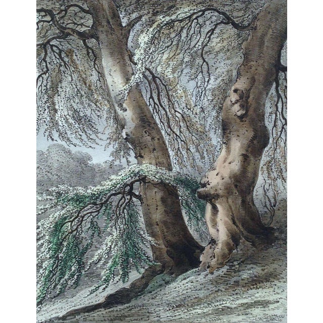 Rare lithograph laid on india paper, hand colored aquatint print, titled "Beech Trees in the Grounds of St. Leonards Hill,...