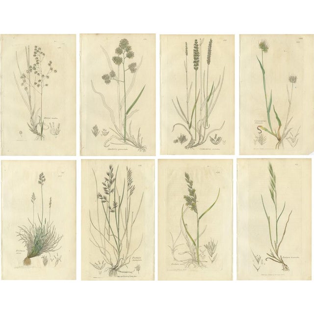 After James Sowerby, Botanical Illustrations of Meadow & Pasture Grasses, 1830s, Engravings, Set of 8 For Sale - Image 10 of 10