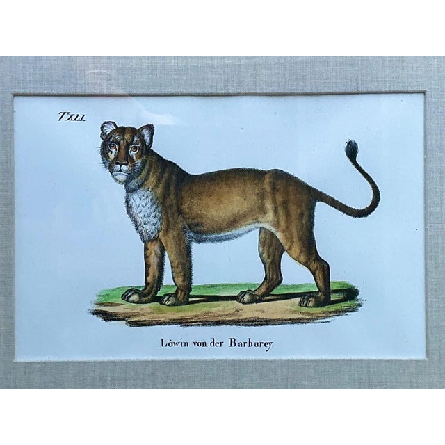 Vintage Framed Animal Illustrations - Set of 4 For Sale - Image 9 of 13