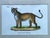 Vintage Framed Animal Illustrations - Set of 4 For Sale - Image 9 of 13