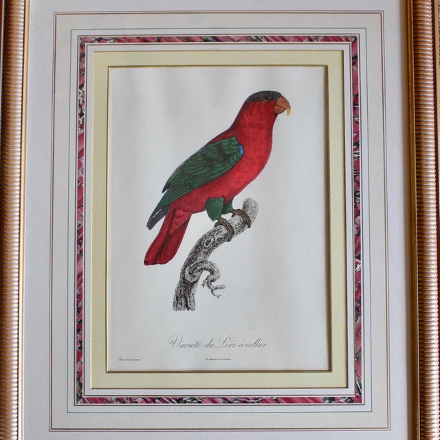Figurative Parrot Prints by Jacques Barraband (François Levaillant) in Fine Frames- a Pair For Sale - Image 3 of 12