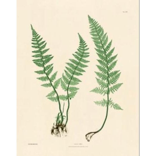 2020s Botanical Ferns by Henry Bradbury- Plates 19-24 - Set of 6 For Sale - Image 5 of 7