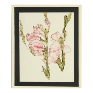 Gladiolas - Botanical Study by Deborah Eddy