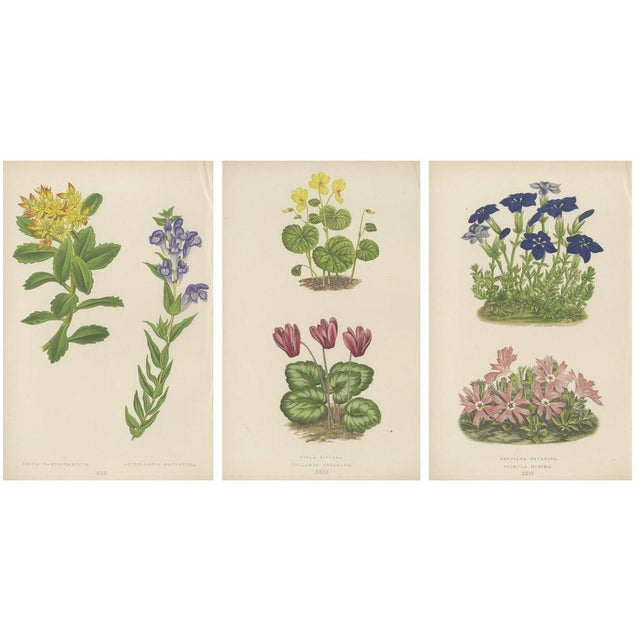 Wooster, Triptych of Alpine Flowers with Gentian, Cyclamen and Sedum, 1874, Prints, Set of 3 For Sale - Image 10 of 10