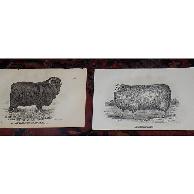 This set of twelve (12) authentic antique 19th century stone lithographs depict American sheep in U.S. ranches in the late...
