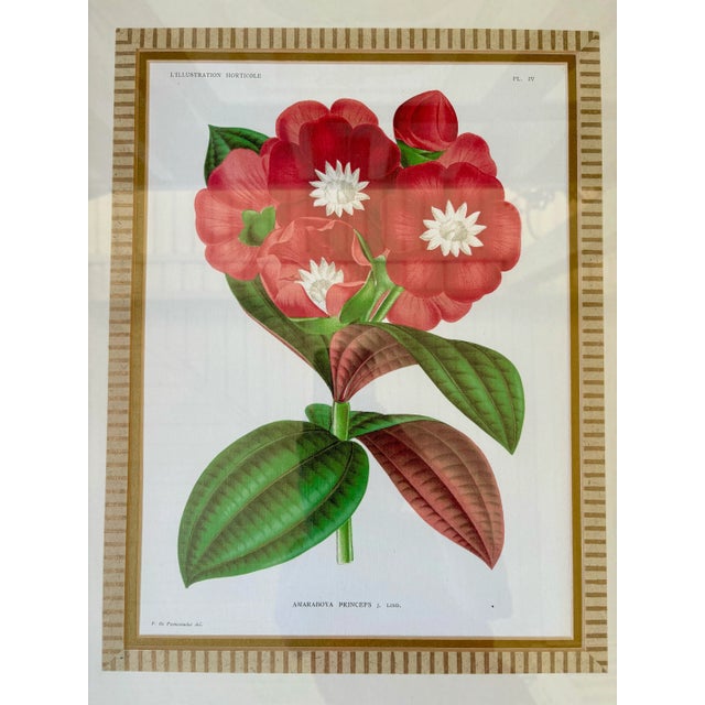 Red Set of 4 Framed Antique French Botanical Chromolithographs From L’Illustration Horticole by Jean Linden For Sale - Image 8 of 12