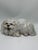 White Ceramic White Dog For Sale - Image 8 of 8