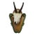 Vintage Black Forest Chamois Trophy on Carved Plaque Ca. 1950 For Sale