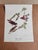 Vintage Audubon Birds of America Prints - Set of 14 For Sale In Atlanta - Image 6 of 15