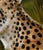 Portraiture Original Cheetah Oil Painting on Canvas – By Grossman – 8" X 10" Unstretched Canvas For Sale - Image 3 of 4