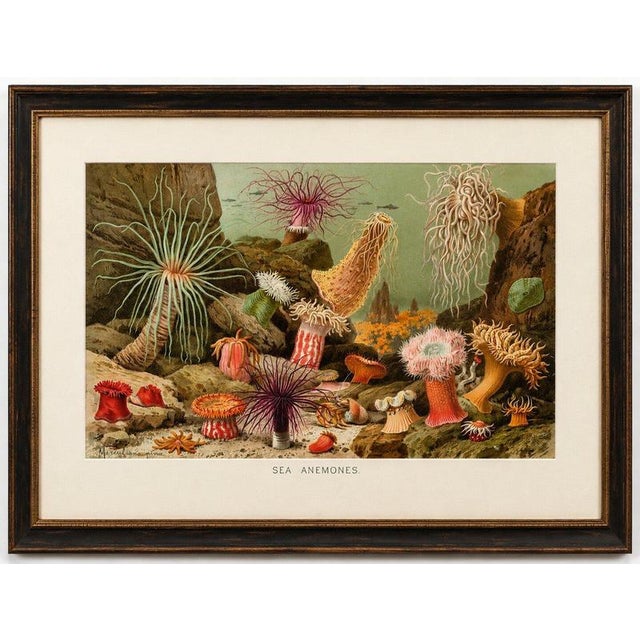 Gold Richard Lydekker, Sea Anemones Colorful Marine Invertebrates, 1896, Color Process Print For Sale - Image 8 of 9