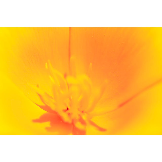 A California Poppy shines with brightness and warmth. The Flower Essences™ Series focuses on an intrinsic facet of each...