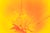 A California Poppy shines with brightness and warmth. The Flower Essences™ Series focuses on an intrinsic facet of each...