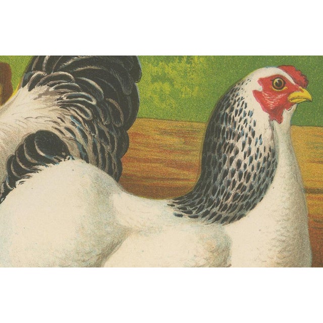 After Förster, The Regal Light Brahma, 1888, Print For Sale - Image 4 of 10