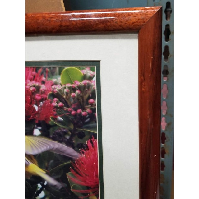 Contemporary Framed Original Photography Print Yellow Bird in Hawaiian Blossoms For Sale - Image 3 of 7