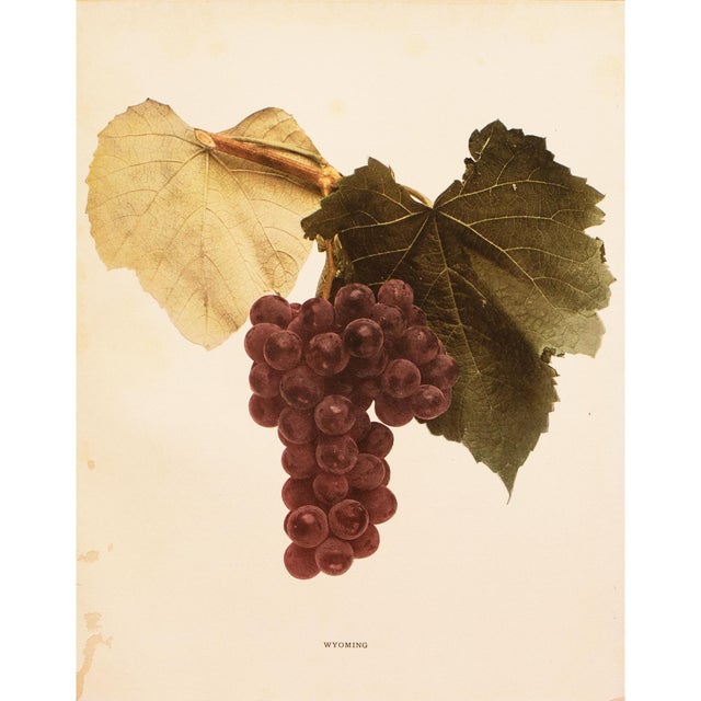 Paper 1900s U. P. Hedrick, Original Antique Photogravure of Wyoming Grapes For Sale - Image 7 of 7