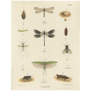 Large Antique Entomology Poster of Dragonflies, Crickets and Flies by M. Frohlich-Schlereth and Bannwarth, 1880s For Sale