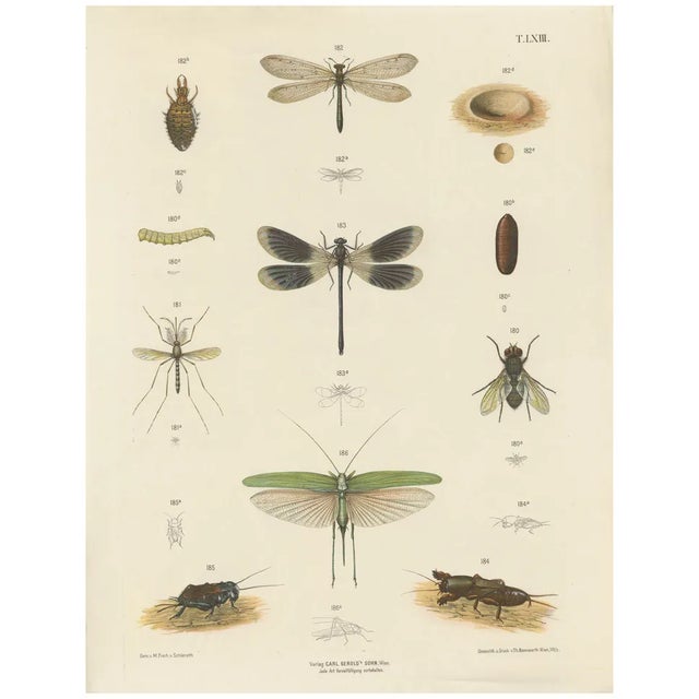 Large Antique Entomology Poster of Dragonflies, Crickets and Flies by M. Frohlich-Schlereth and Bannwarth, 1880s For Sale