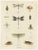 Large Antique Entomology Poster of Dragonflies, Crickets and Flies by M. Frohlich-Schlereth and Bannwarth, 1880s For Sale