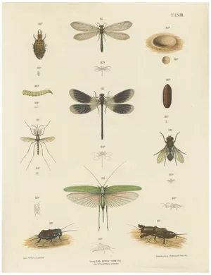 Large Antique Entomology Poster of Dragonflies, Crickets and Flies by M. Frohlich-Schlereth and Bannwarth, 1880s
