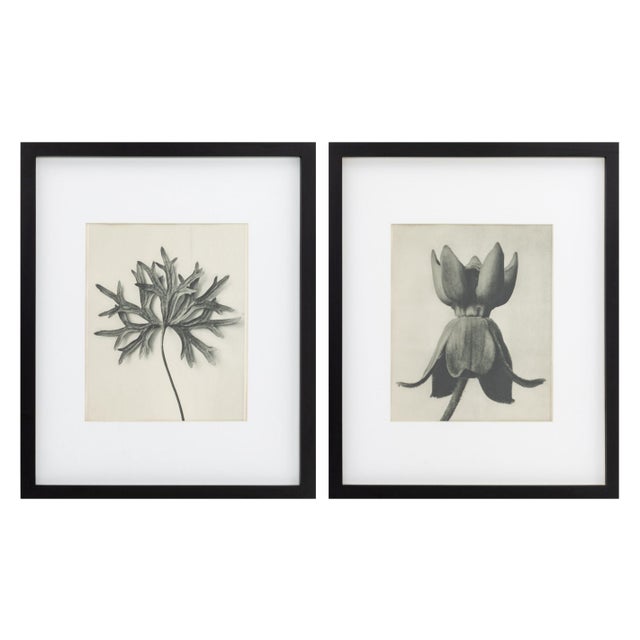 Black Karl Bossfeldt Urformen Der Kunst Photogravures, 9 For Sale - Image 8 of 16